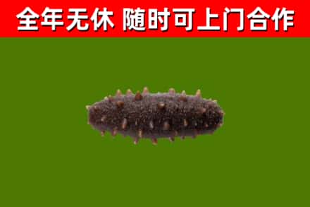 嘉禾县烟酒回收干海参.jpg